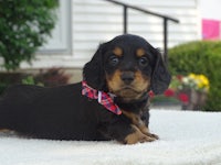 a black and tan dachshund puppy laying on a blanket