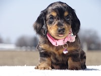 a black and tan dachshund puppy sitting in the snow