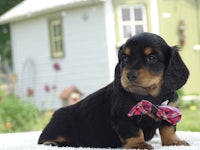 a black and tan dachshund puppy with a bow tie