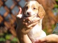 a small brown and white puppy being held in someone's hands