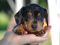 a small black and tan dachshund puppy in a person's hand