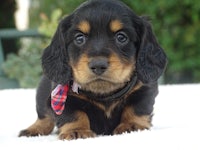 a black and tan puppy is sitting on a blanket