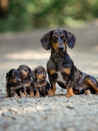 a dachshund and her puppies on a gravel road